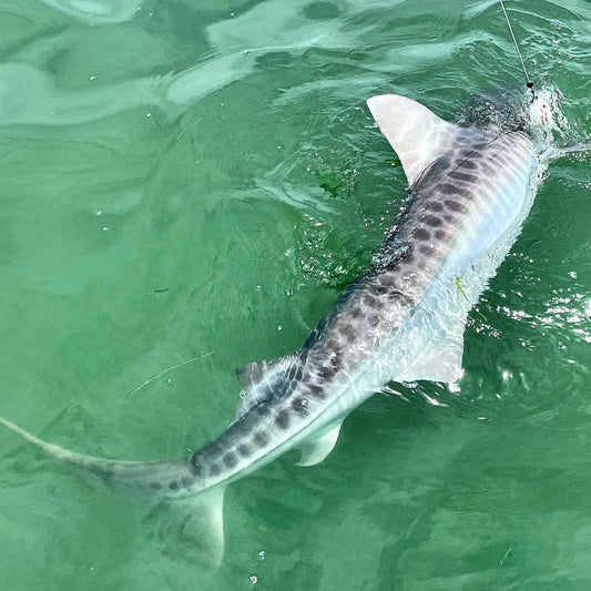 Sharks Sharks Everywhere!