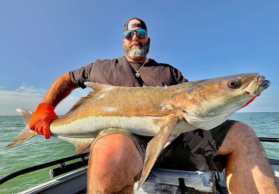 BIG Cobia this Season!