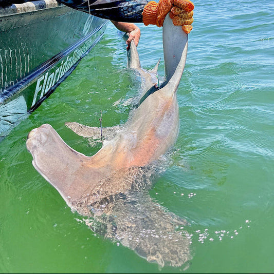 Spring Shark Fishing is Almost Here!