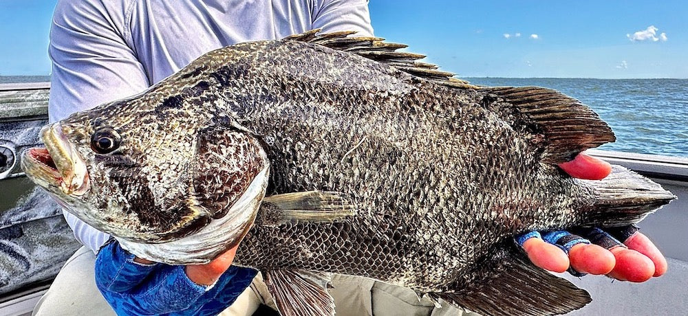 Tripletail Fishing Crystal River